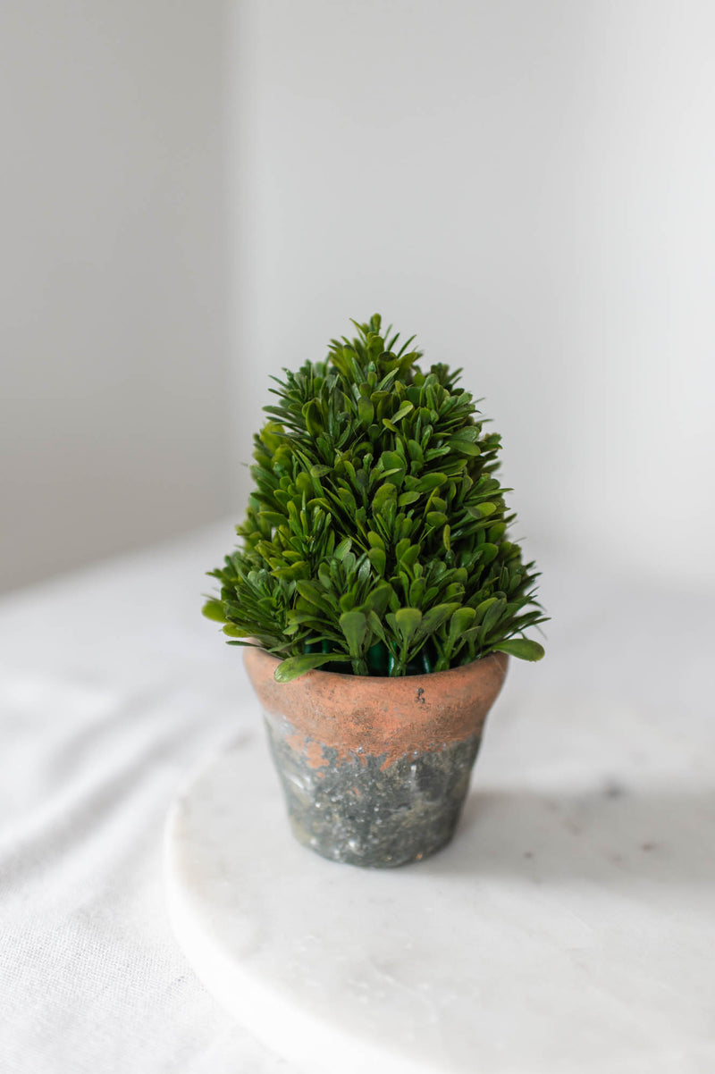 Potted Greenery