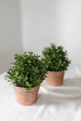 Potted Boxwood