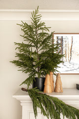 Fresh Touch Norfolk Pine Tree | 40"