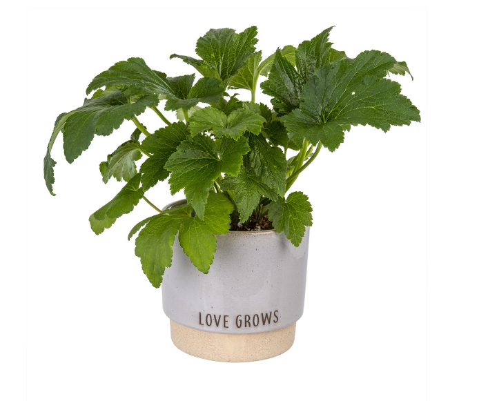 Love Grows Pot | Stone