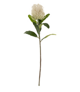 Pincushion Floral Stem | White