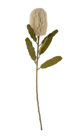 Banksia Floral Stem | Cream