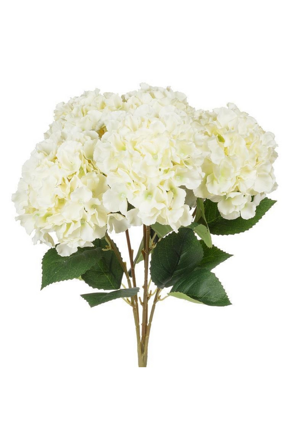 Bouquet of white hydrangeas with green leaves on a white background