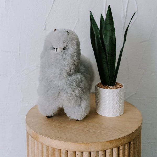 Grey Standing Alpaca | Medium