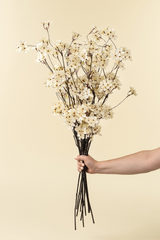 Pear Blossom Branch