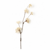 Pear Blossom Branch